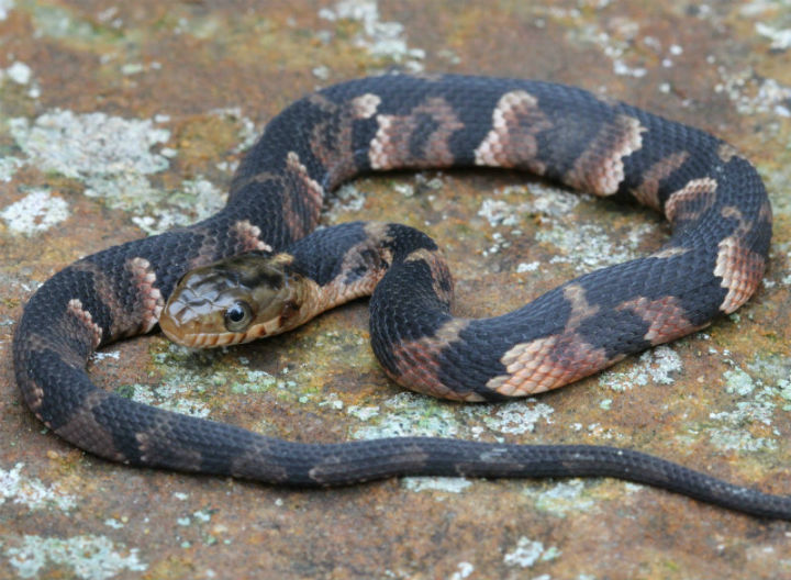 Broadbanded Water Snake